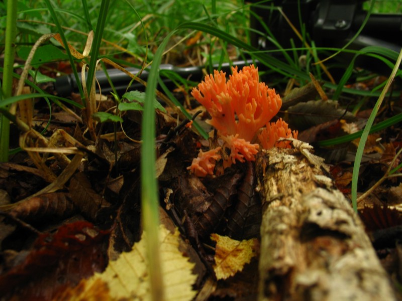 From Istria with love II